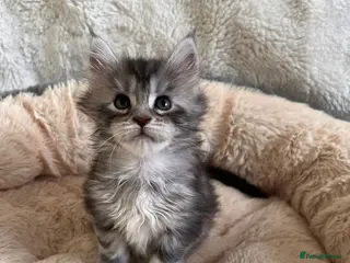 Maine Coon cats 💫💫Beautiful Maine Coon Kittens💫💫 - Advert 13