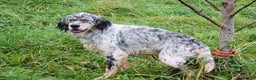 English Setter dogs for adoption: Iro   - Advert 9