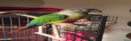 Conures birds for sale: Greencheeck/pineapple conure for sale  in Leeds - Advert 2