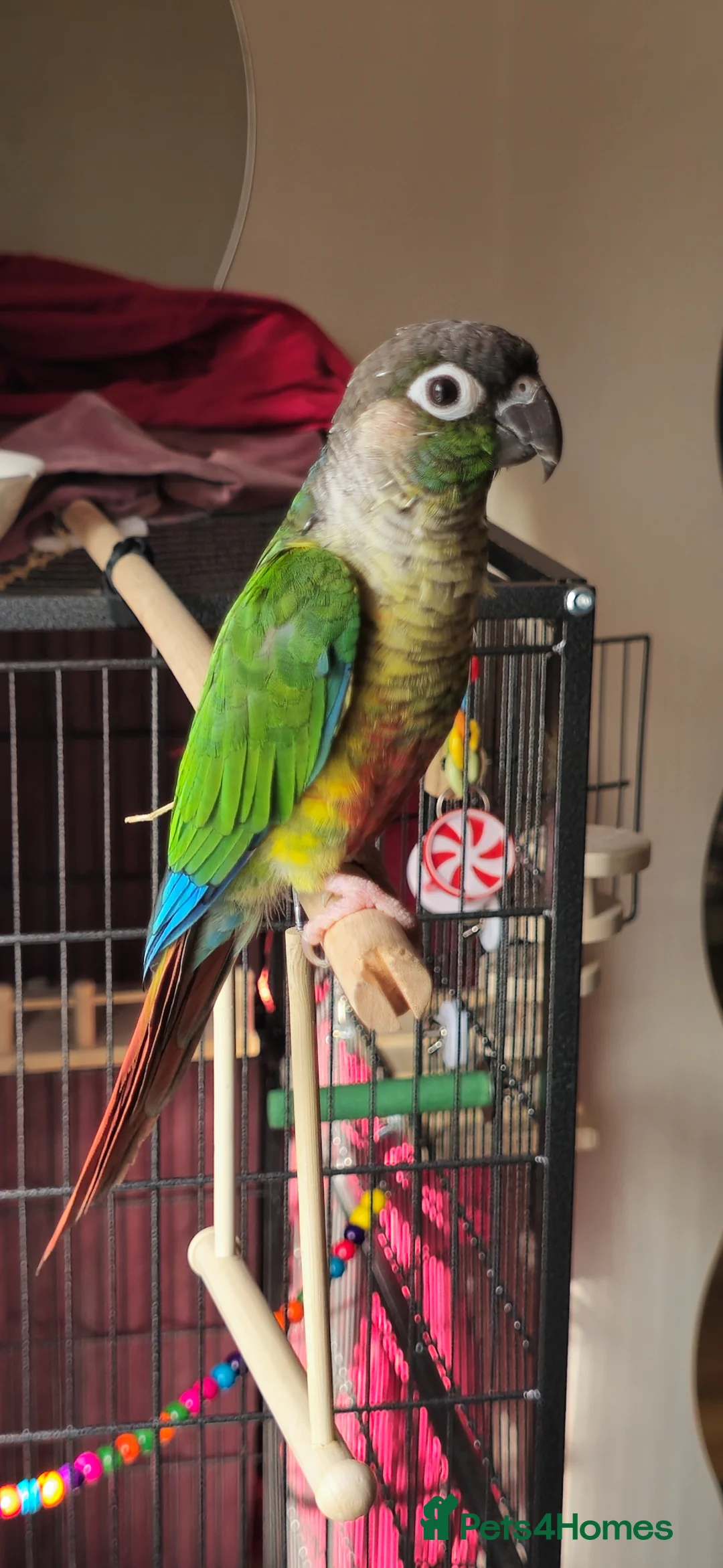 Conures birds for sale: Greencheeck/pineapple conure for sale  in Leeds - Advert 2