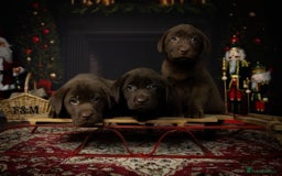 Labrador Retriever dogs for sale: Chocolate Labrador puppies  - Advert 15