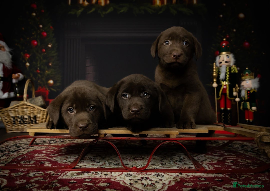 Labrador Retriever dogs for sale: Chocolate Labrador puppies  - Advert 15