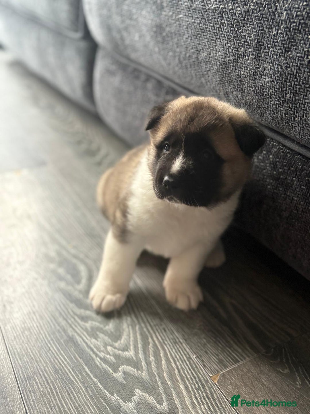 Akita dogs for sale: American Akitas  - Advert 4