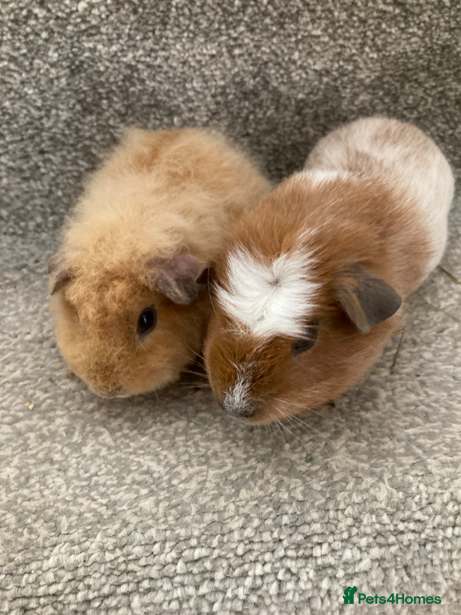 Guinea Pig rodents Lovely Baby Boars - Advert 2