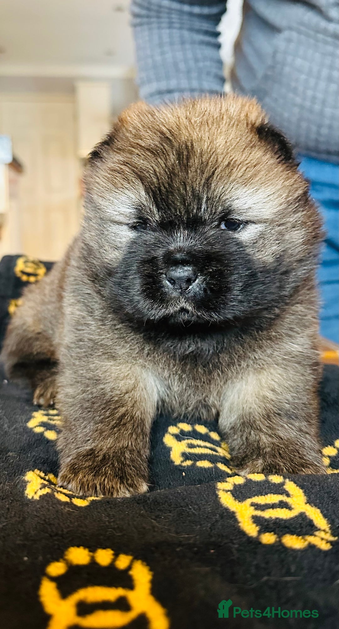 Chow Chow dogs for sale: Stunning KC registered Chow Chow puppies  - Advert 20