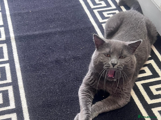 British Shorthair cats Male British shorthair - Advert 12