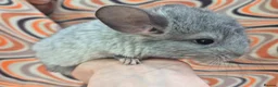 Chinchilla rodents for sale: Variety of chinchillas babys and adults - Advert 26