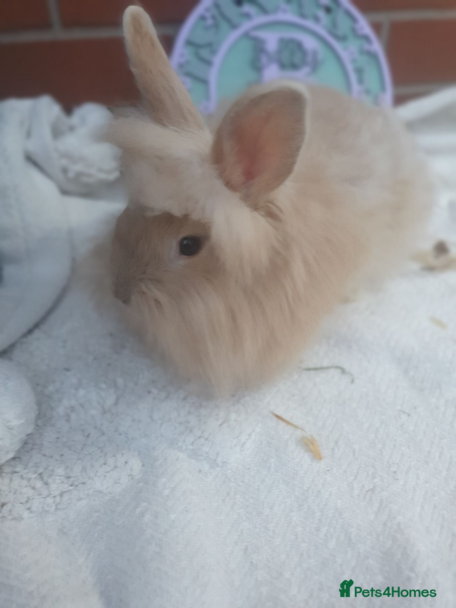 Lionhead rabbits Double mane lionhead - Advert 10