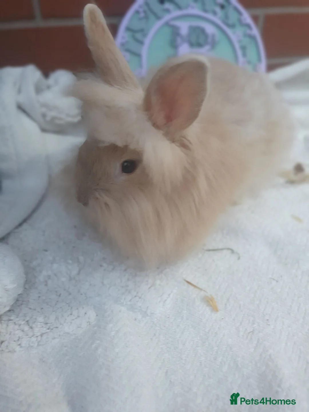 Lionhead rabbits for sale: Double mane lionhead - Advert 2