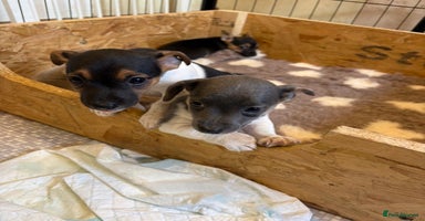 Jack Russell dogs - Advert 10