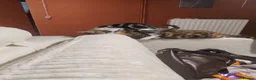 American Shorthair cats for sale: Beautiful playful male kitten for sale. - Advert 8