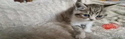 Exotic cats for sale: 4 beautiful exotic x kittens - Advert 16