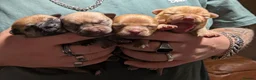 Pomchi dogs for sale: Pomchi puppies  - Advert 1