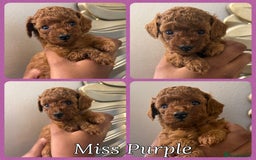 Toy Poodle dogs for sale: 6 Exquisite Red Toy Poodles. Parents DNA Clear - Image 22