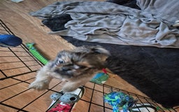Mixed Breed dogs for sale: Shih Tzu pekingnese cross - Image 5