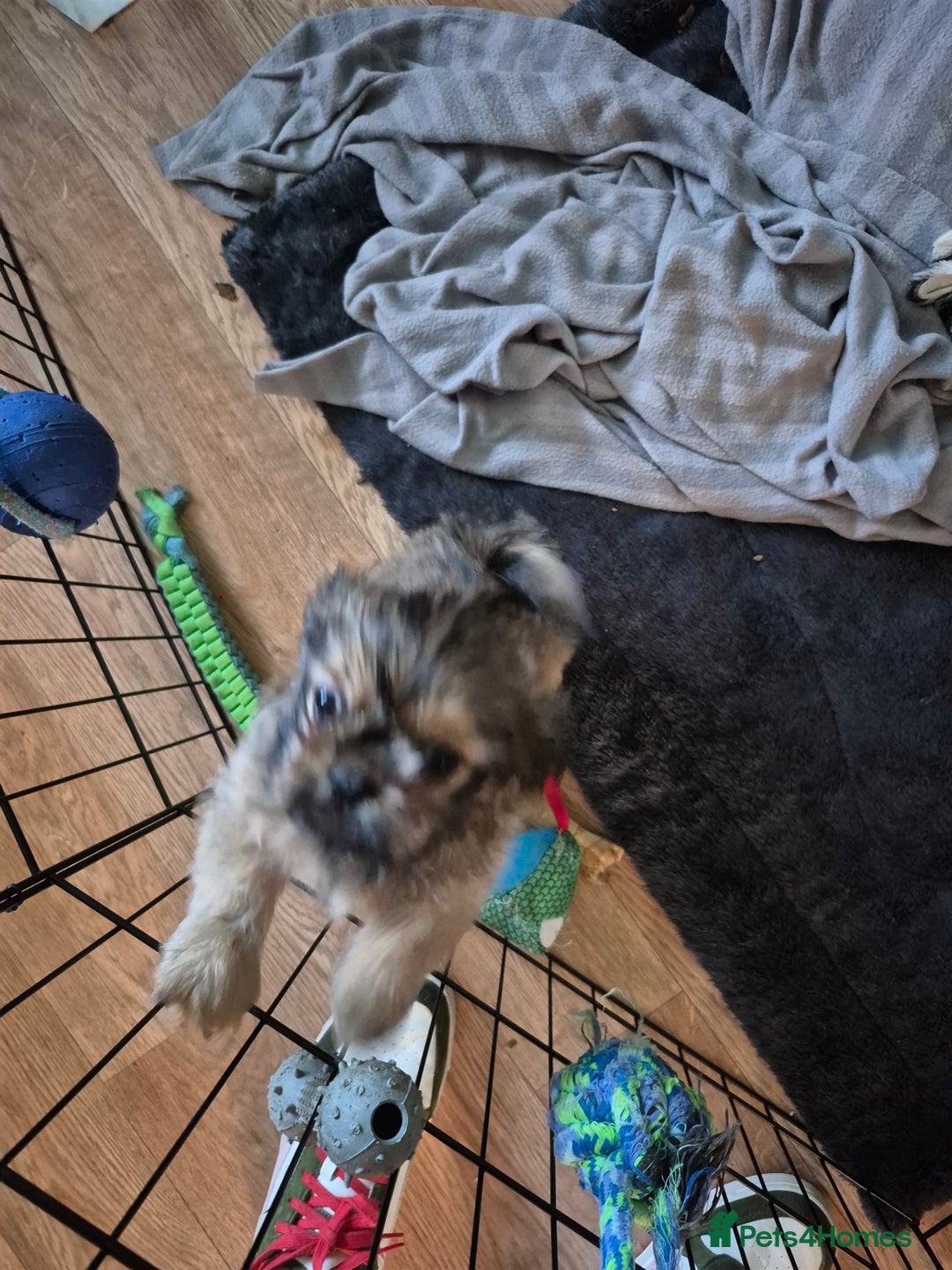 Mixed Breed dogs for sale: Shih Tzu pekingnese cross - Image 5