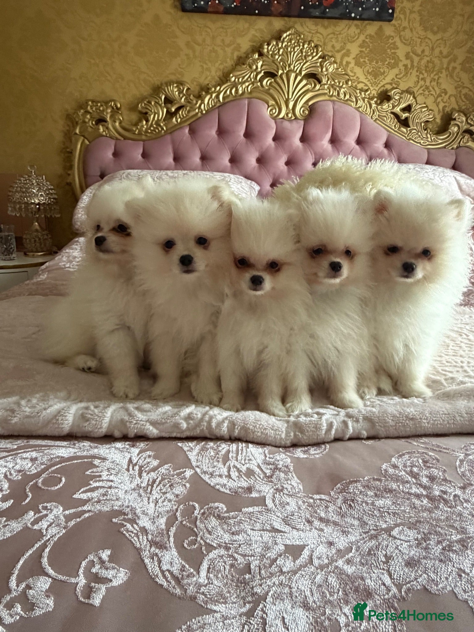Pomeranian dogs 🐾 Gorgeous White Pomeranian Puppies - Advert 14