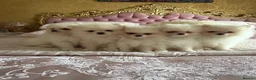 Pomeranian dogs for sale: 🐾 Gorgeous White Pomeranian Puppies - Advert 1