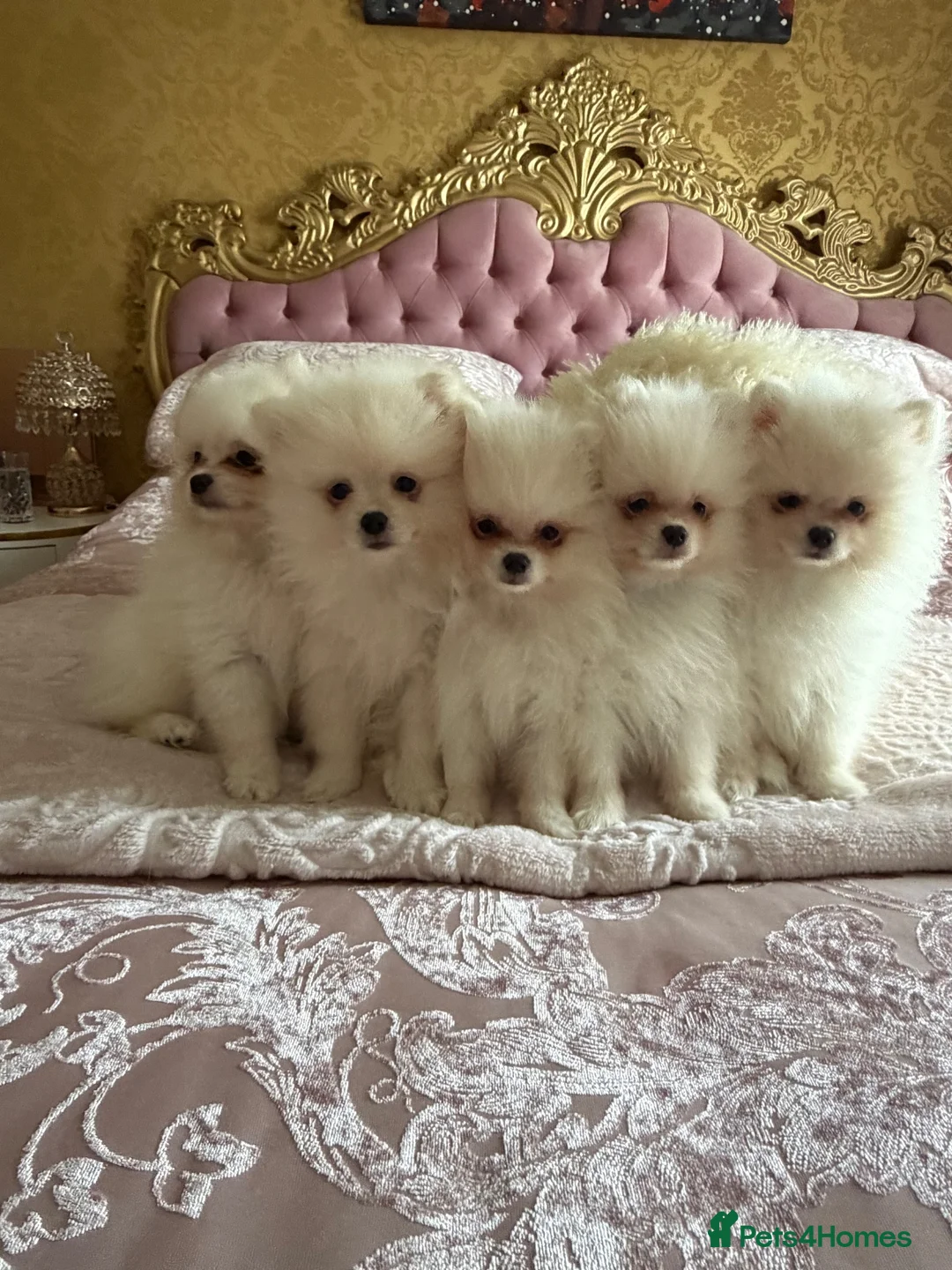 Pomeranian dogs for sale: 🐾 Gorgeous White Pomeranian Puppies - Advert 1