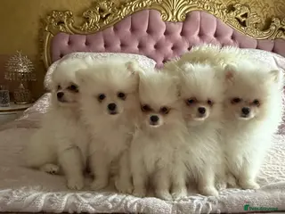 Pomeranian dogs 🐾 Gorgeous White Pomeranian Puppies - Advert 14