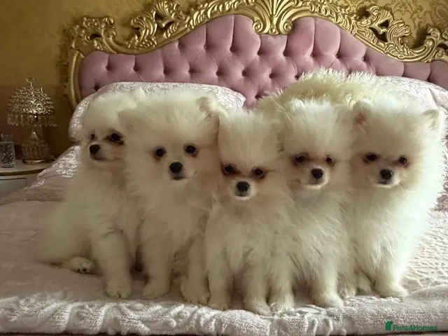 Pomeranian dogs for sale: 🐾 Gorgeous White Pomeranian Puppies - Advert 2