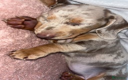 Dachshund dogs for sale: Beautiful girl dachshund  - Image 2