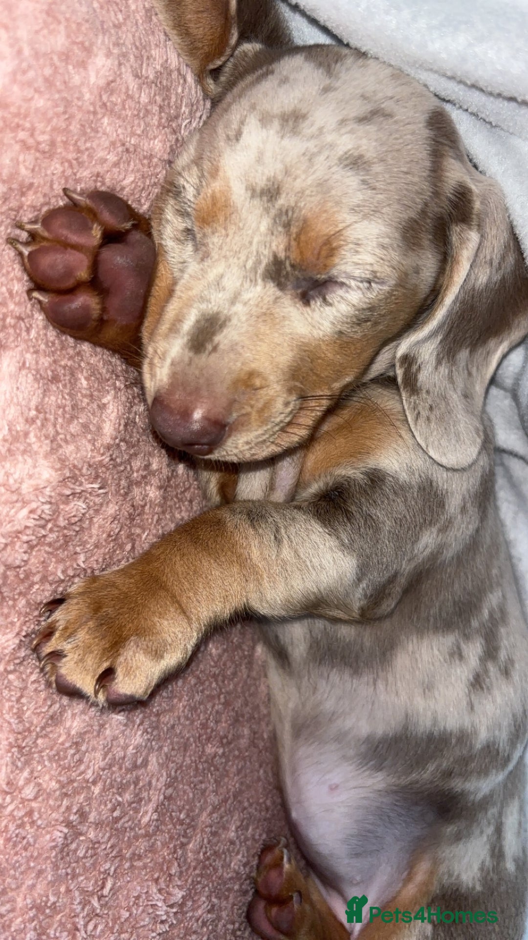 Dachshund dogs for sale: Beautiful girl dachshund  - Image 2