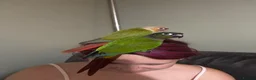 Conures birds for sale: Bonded pair of conures  - Advert 1