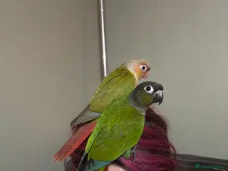 Conures birds Bonded pair of conures - Advert 1