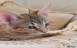 Savannah cats for sale: Fabulous F5 SBT Savannah Kittens! REDUCED! - Image 13