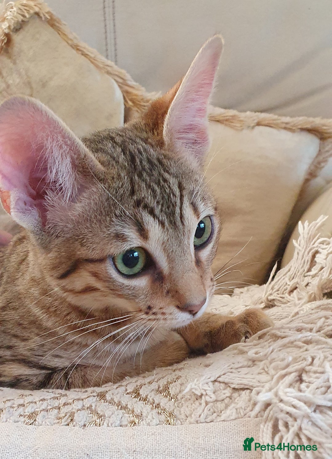 Savannah cats for sale: Fabulous F5 SBT Savannah Kittens! REDUCED! - Image 13