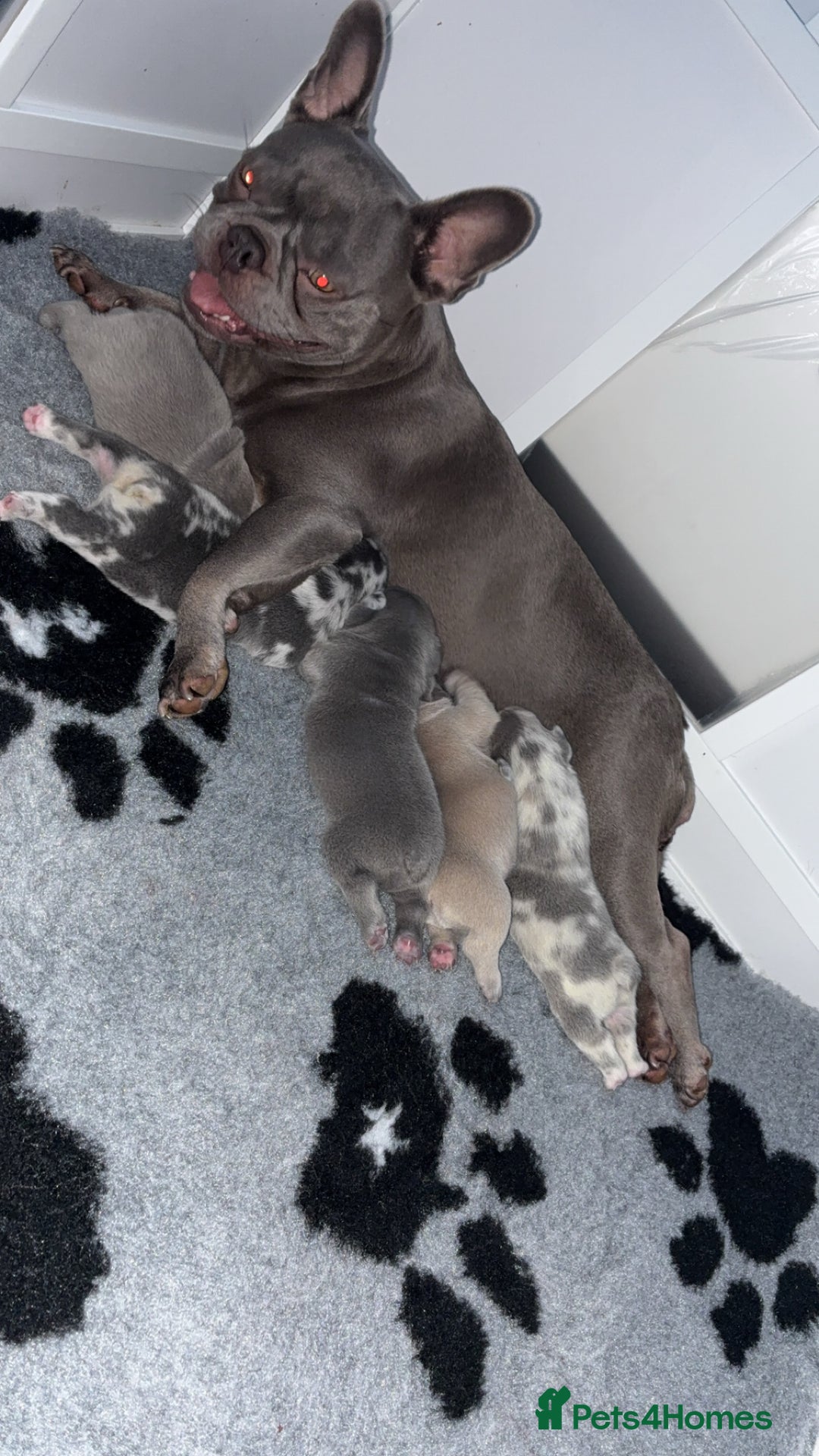 French Bulldog dogs for sale: Beautiful French Bulldog Pups  - Advert 4