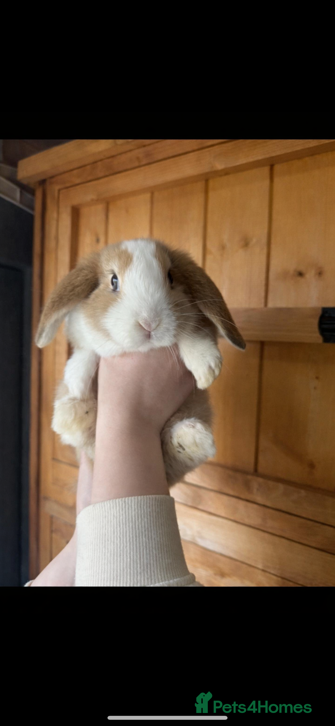 Mini Lop rabbits for sale: Mini Lops Vienna Gene 1 Female and 3 Male  - Advert 2