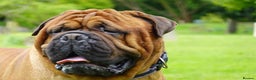 Bullmastiff dogs for stud: Gentle Giant Bullmastiff Stud US Ukraine Bloodline - Advert 9