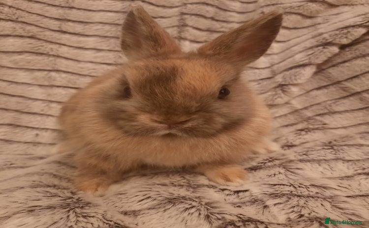 Netherland Dwarf rabbits - Advert 3