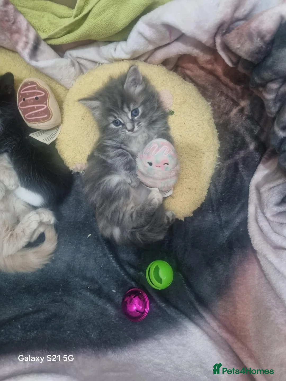 Mixed Breed cats for sale: Beautiful kitten in Ipswich - Advert 15