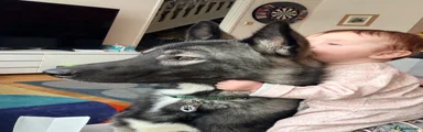 Shepsky 1