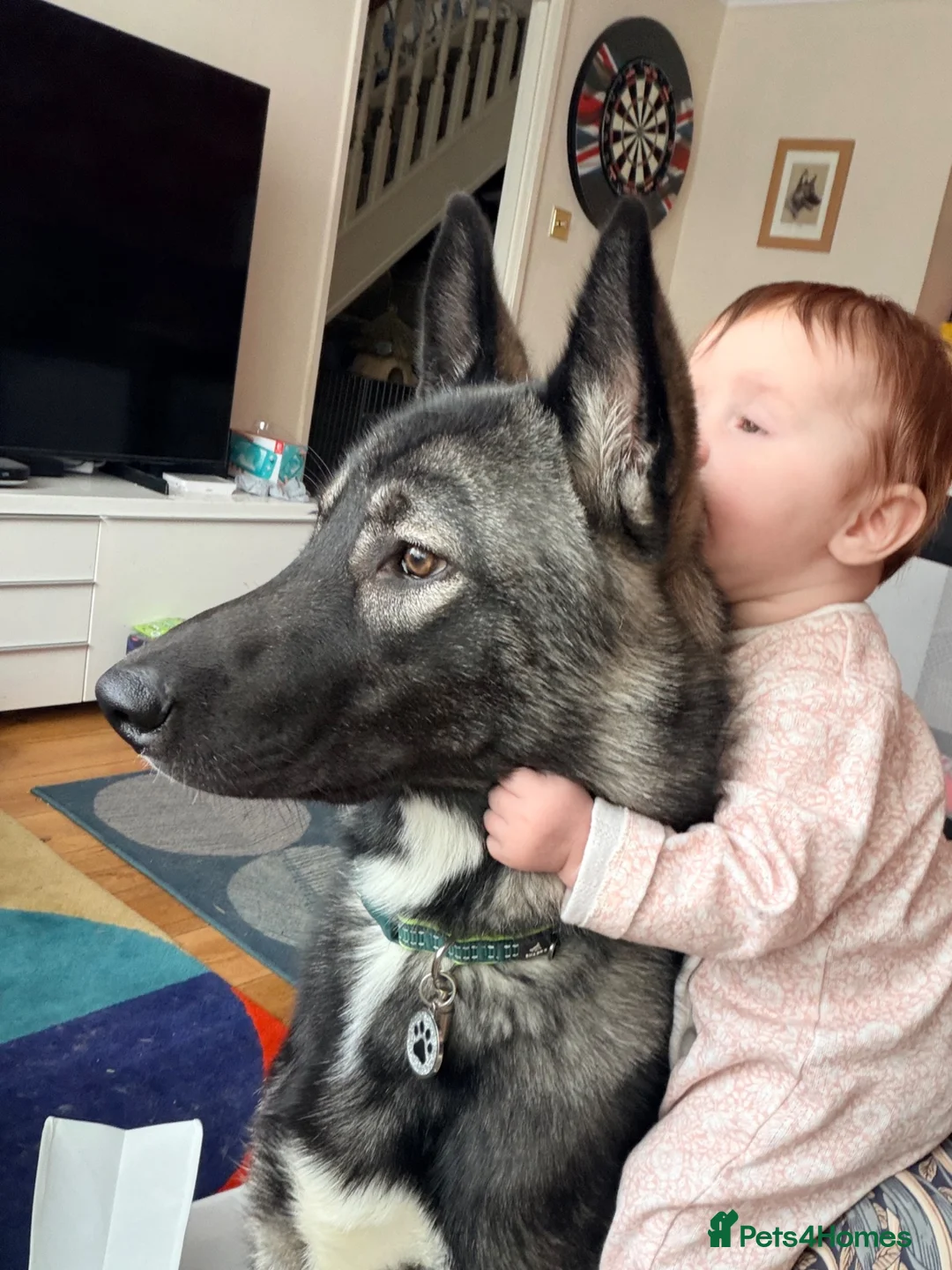 Shepsky dogs for sale: Kobe wan Kenobi needs a forever home - Advert 2