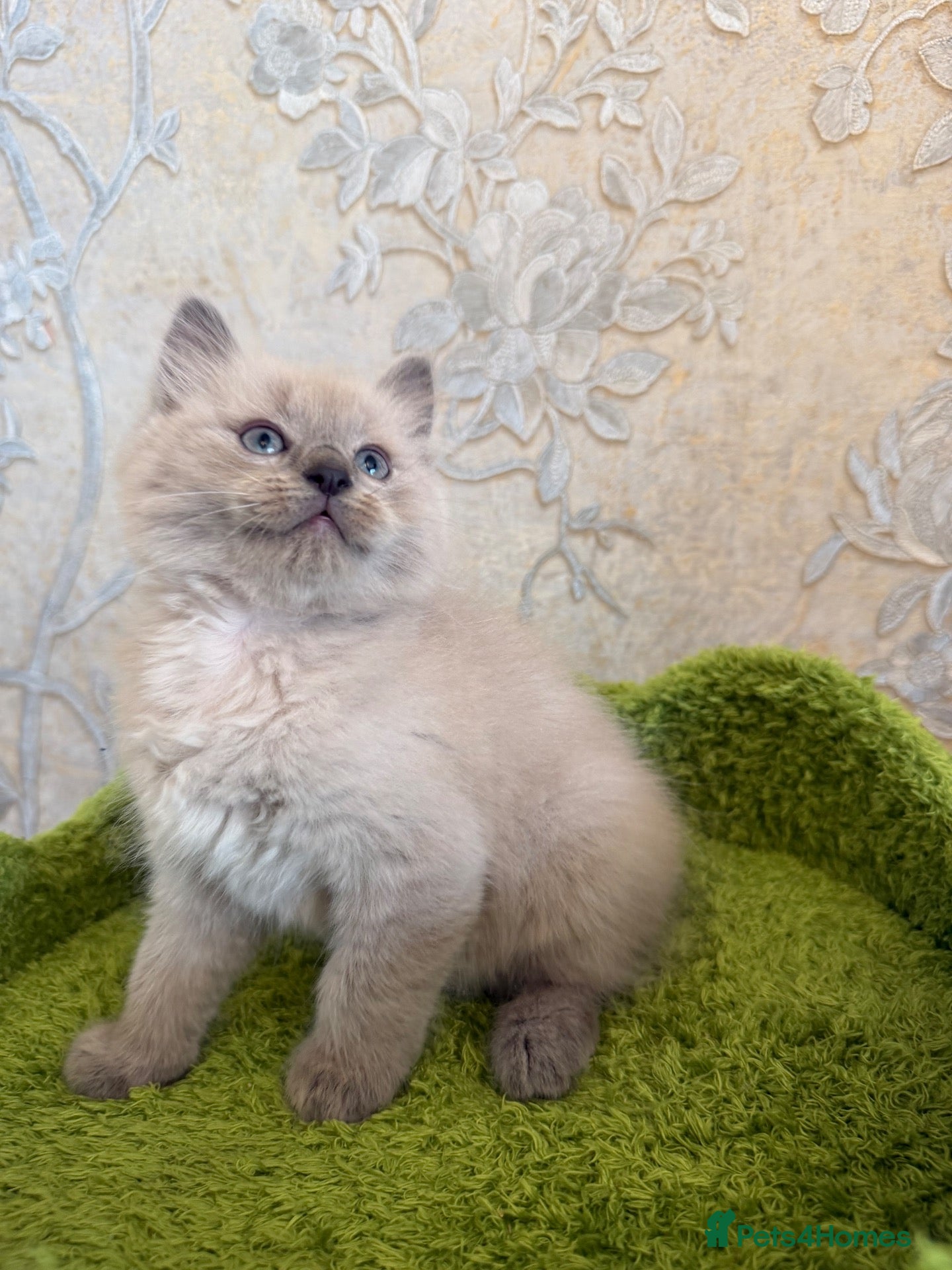 Ragdoll cats 1 beautiful ragdoll boy left - Advert 8