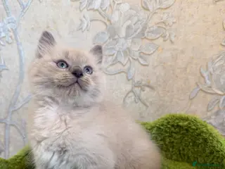 Ragdoll cats 1 rare lilac mink ragdoll boy left ready now :) - Advert 4