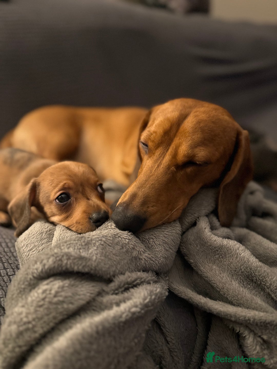 Dachshund dogs for sale: Dachshund puppies for sale  - Advert 14