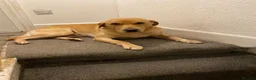 Labrador Retriever dogs for sale: Labrador looking for loving new home - Advert 17