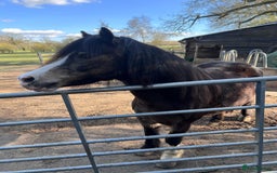 Welsh Section A horses for sale: welsh section A 12hh - Image 6