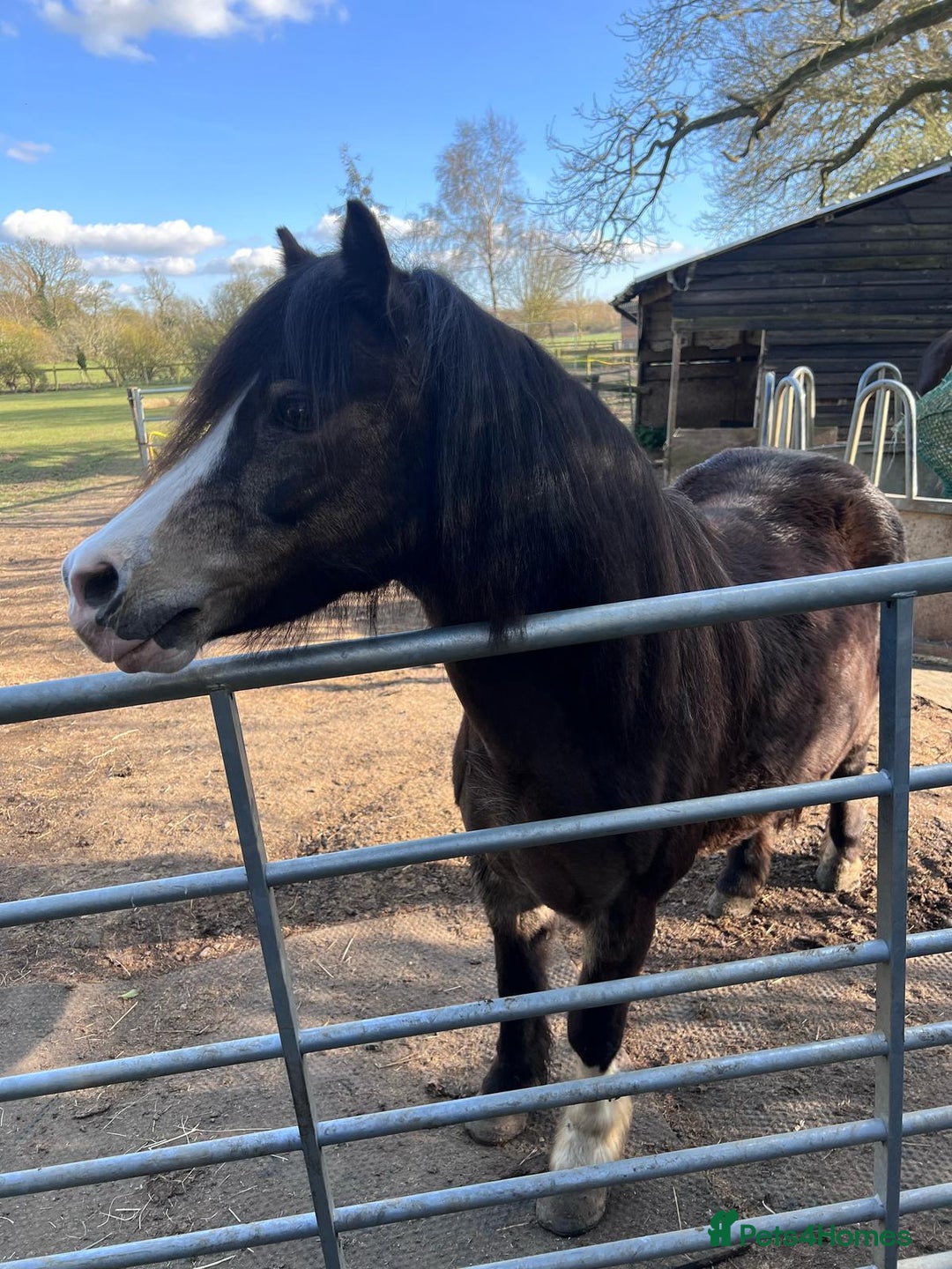 Welsh Section A horses for sale: welsh section A 12hh - Image 6