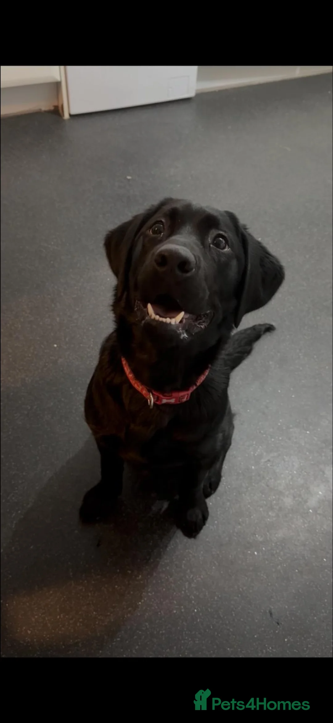Goldador dogs for sale: Beautiful 8-Month-Old Goldador - Advert 1