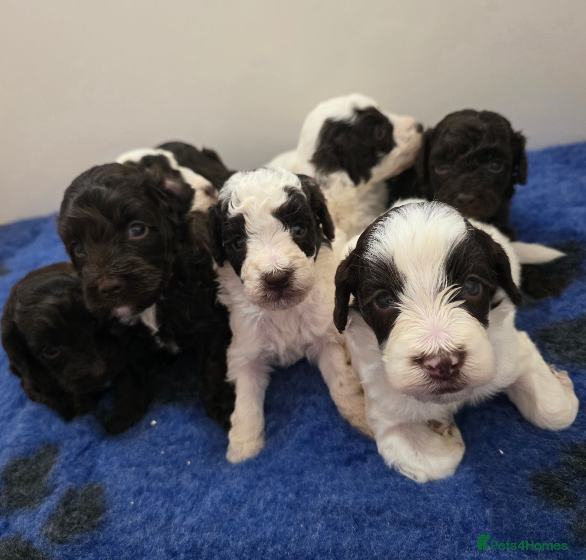 Cockapoo dogs F1b chocolate & parti roan cockapoos.HEALTH TESTED - Advert 2