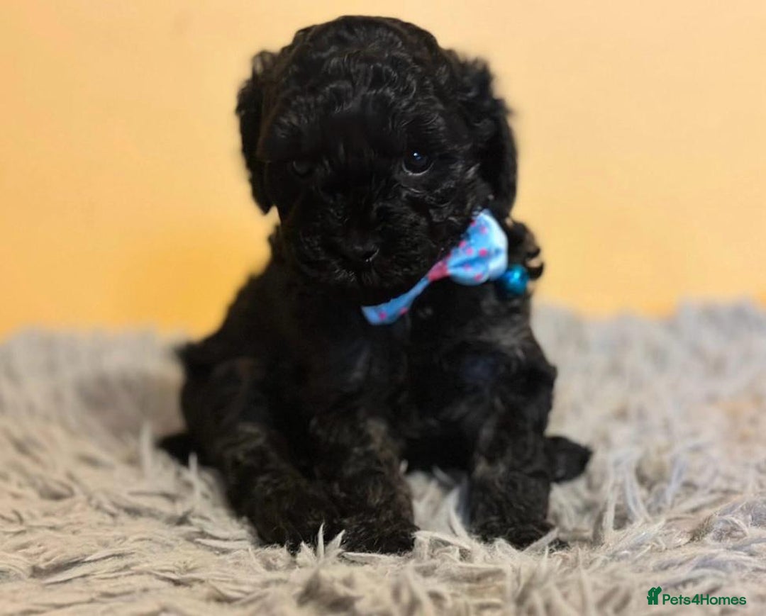 Cockapoo dogs for sale: Cockapoo Pups  - Image 6