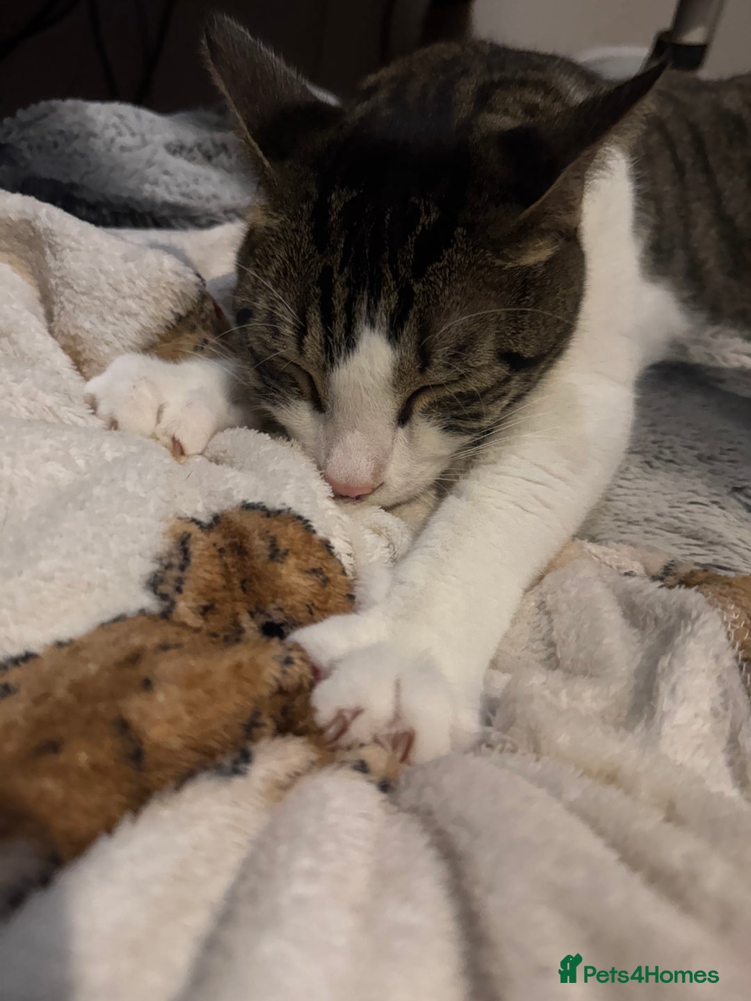 Mixed Breed cats for sale: Amazing Cats - Advert 8