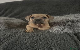 Mixed Breed dogs for sale: Rare breed French Bulldog x English bulldog   - Image 10