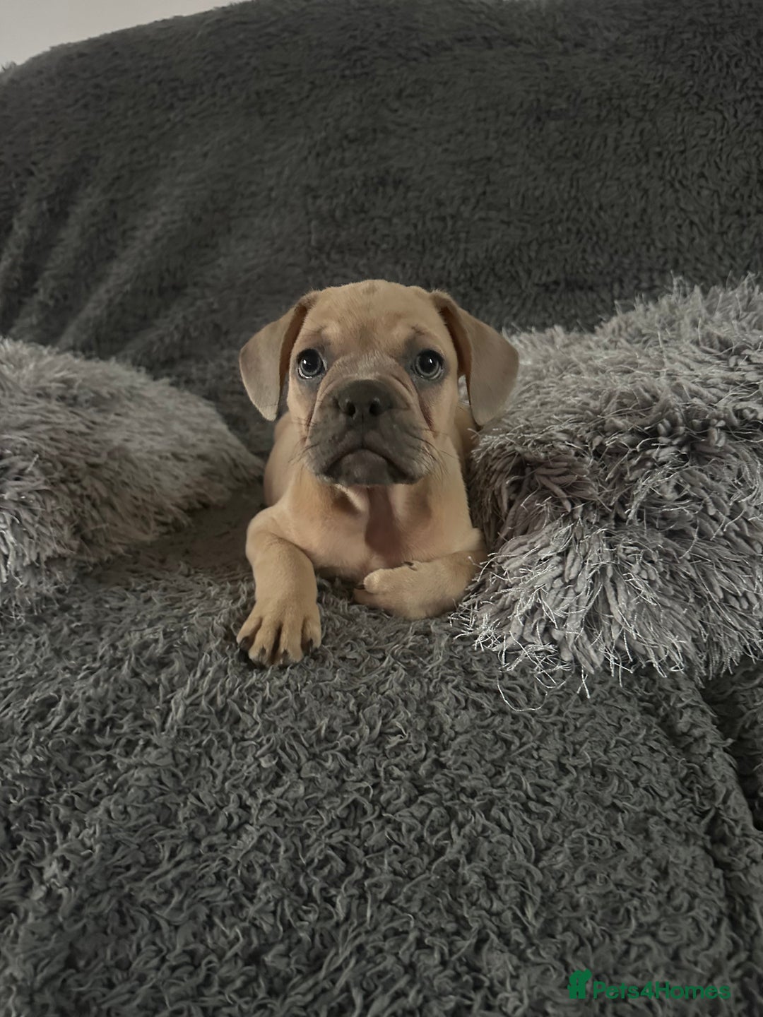 Mixed Breed dogs for sale: Rare breed French Bulldog x English bulldog   - Image 10